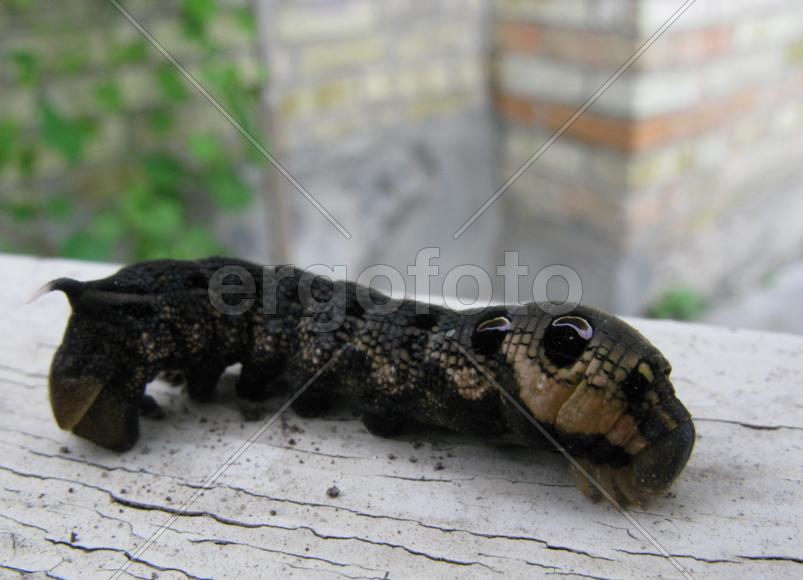 Страшилище