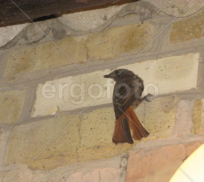 Горихвостка