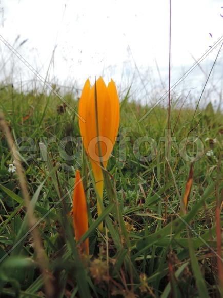 цветок в горах.