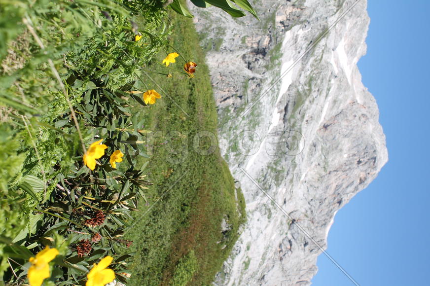 Цветы в горах