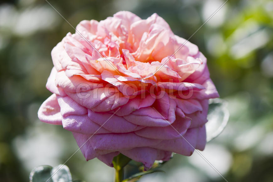 Autumn flowers grow in the joy of the people in the bright light of the sun