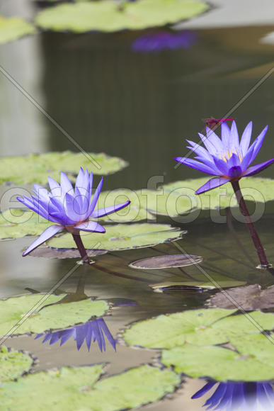 Water-lilies in a pond blossom in the different flowers on pleasure to people