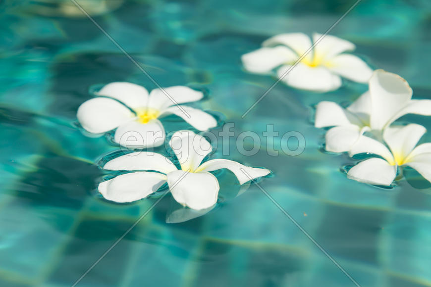 Beautiful tropical flowers swim in the pool with blue water