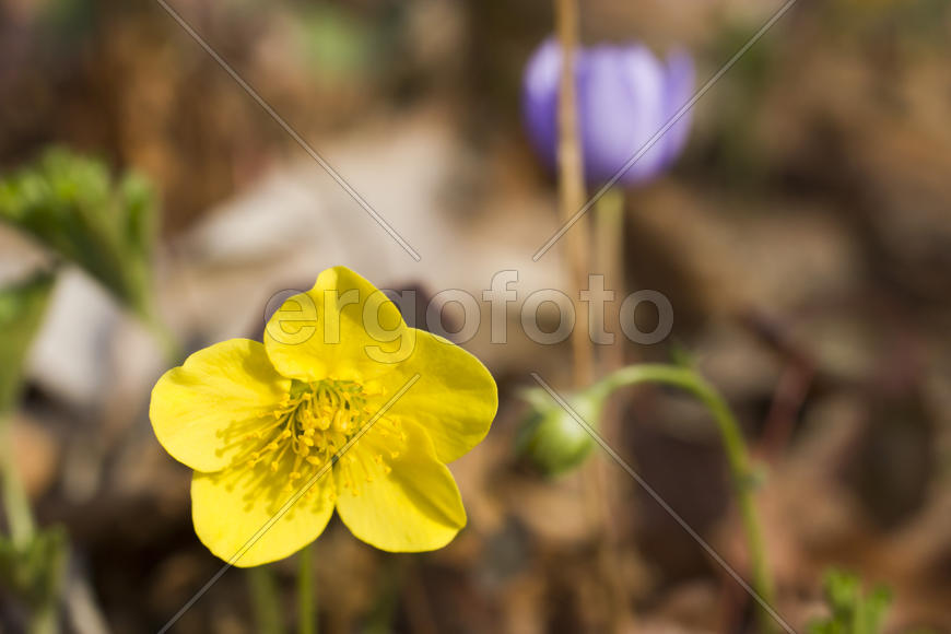 The first spring flowers are pleasing to the eye in the spring wood