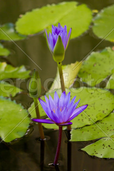 Water-lilies in a pond blossom in the different flowers on pleasure to people