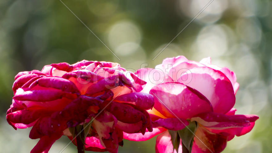 Autumn flowers grow in the joy of the people in the bright light of the sun