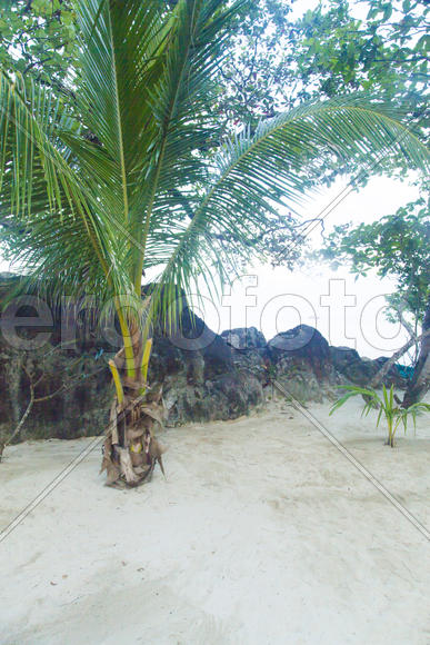 The palm tree on sand at sunrise all the same grows