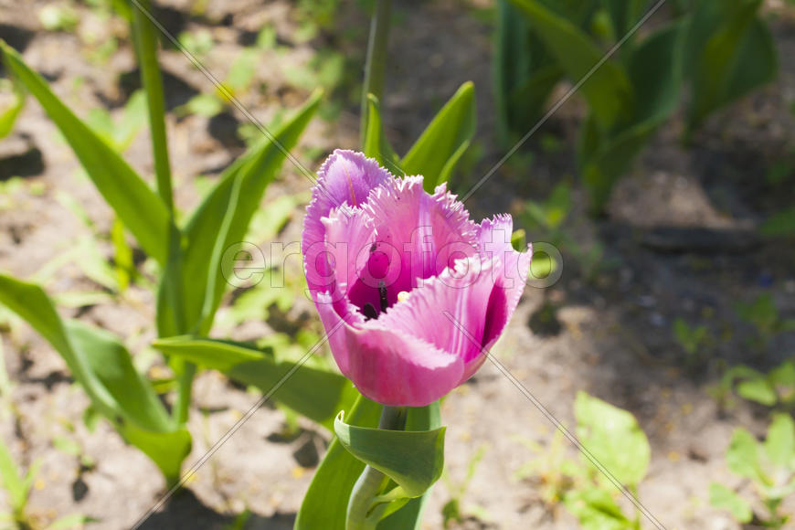 Beautiful spring flowers are pleasing to the eye beauty and tenderness