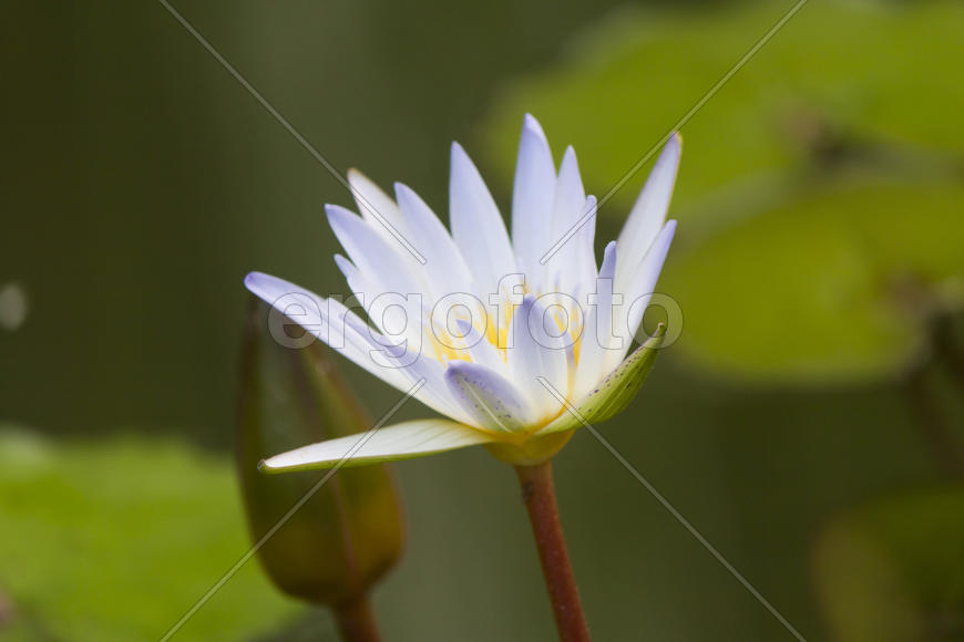 Water-lilies in a pond blossom in the different flowers on pleasure to people