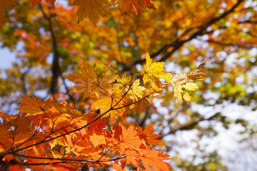 The autumn wood waiting for winter is pleasing to the eye rich paints
