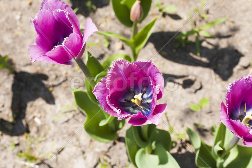 Beautiful spring flowers are pleasing to the eye beauty and tenderness