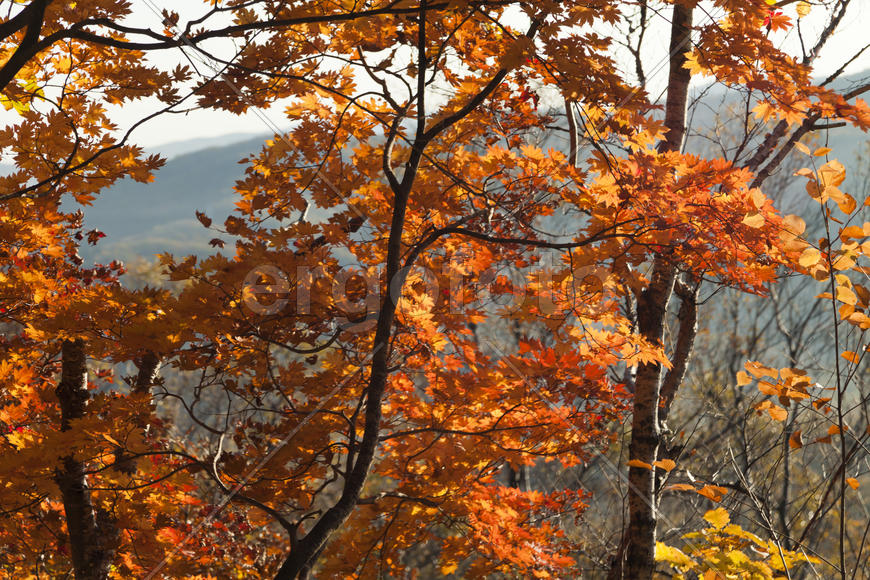 Autumn forest colorful stands in the last days of autumn