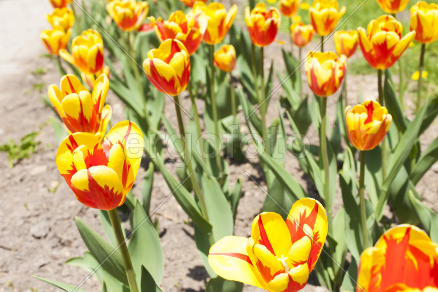 Beautiful spring flowers are pleasing to the eye beauty and tenderness