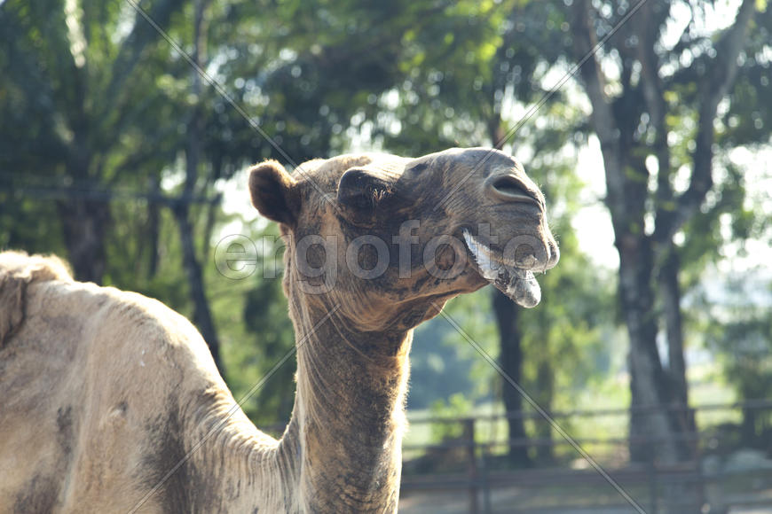 The camel in a zoo looks down on people and wants to spit