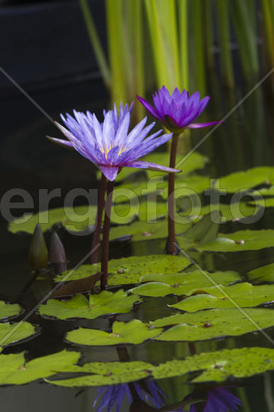 Water-lilies in a pond blossom in the different flowers on pleasure to people