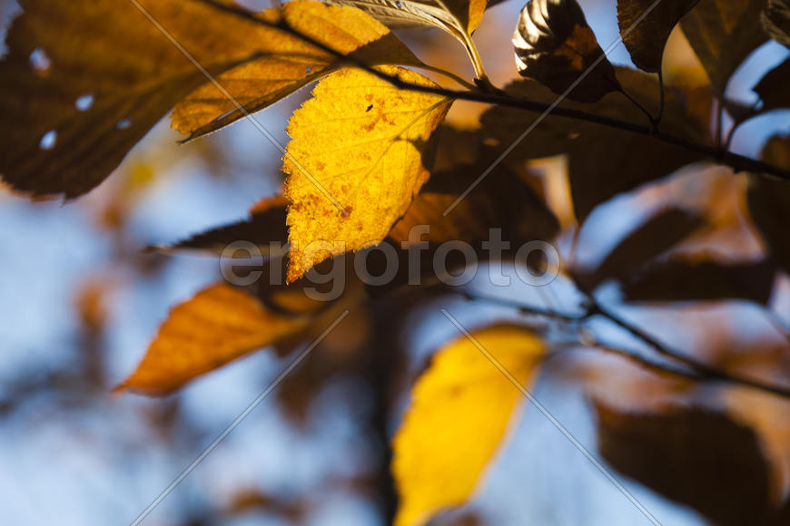 Autumn forest colorful stands in the last days of autumn
