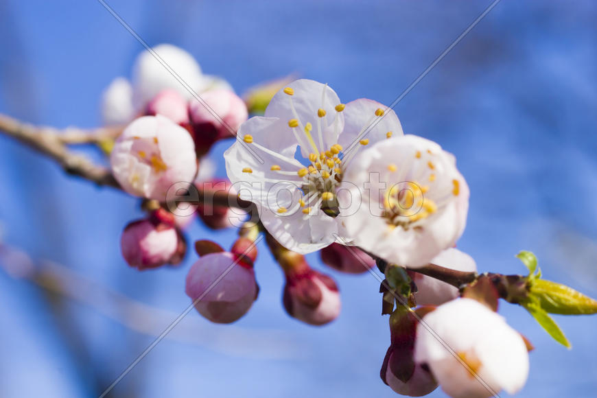 Flowers on a fruit tree are pleasing to the eye and give hope for a big harvest