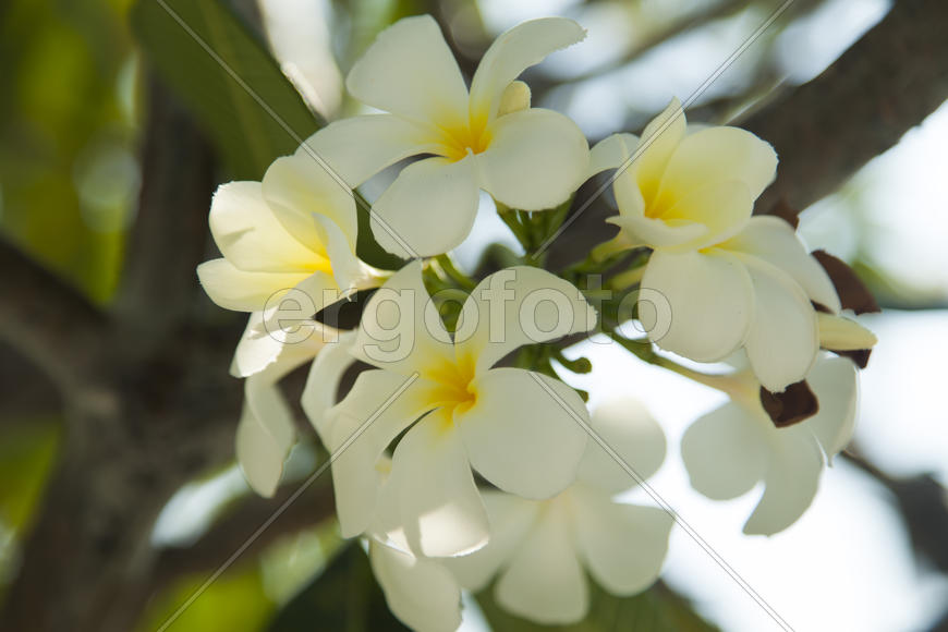 Beautiful tropical flowers blossom on pleasure to all people