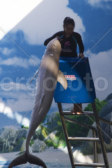 Dolphins in a dolphinarium address the audience and are very happy