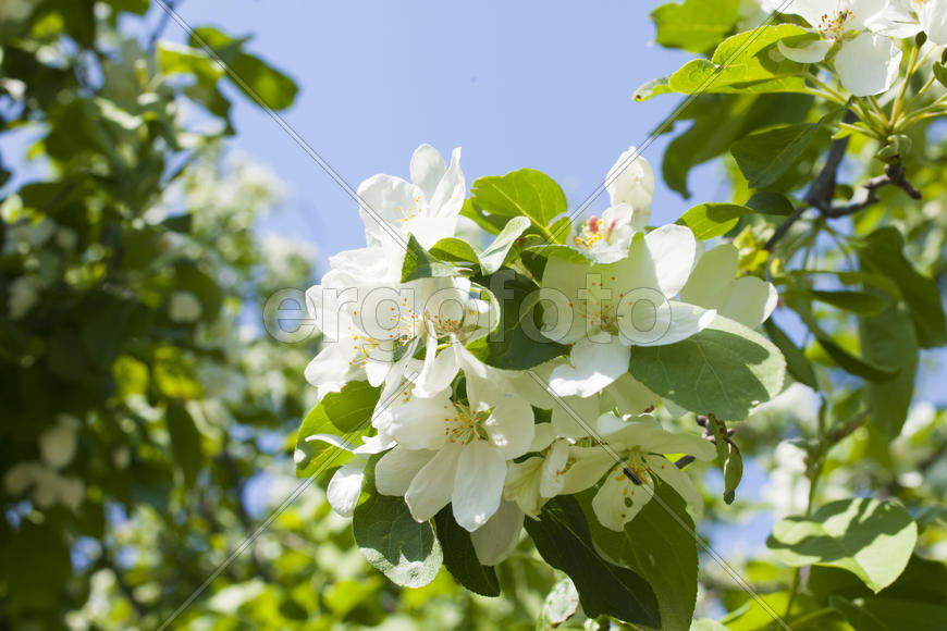 Beautiful spring flowers are pleasing to the eye beauty and tenderness