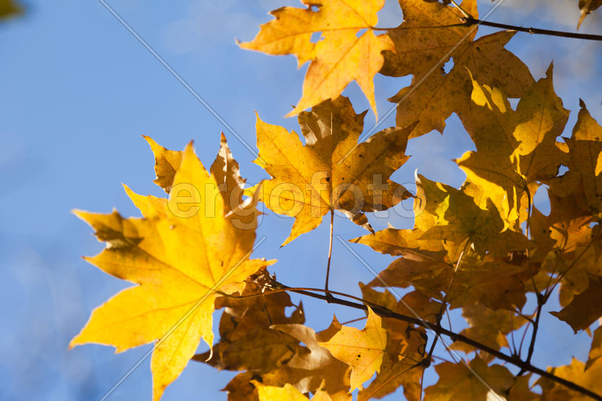 Autumn forest colorful stands in the last days of autumn