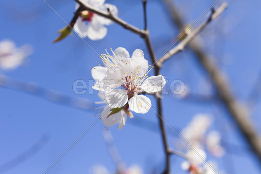 Beautiful spring flowers are pleasing to the eye beauty and tenderness