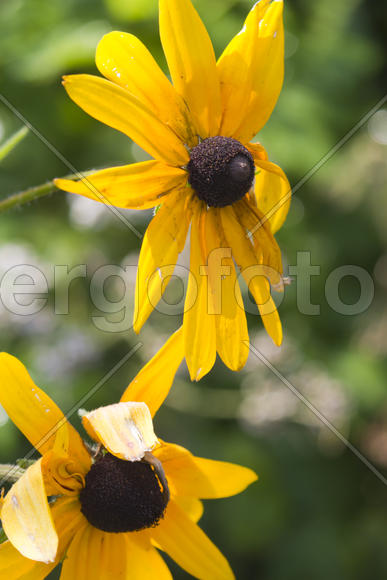 Autumn flowers grow in the joy of the people in the bright light of the sun