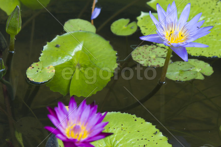 Water-lilies in a pond blossom in the different flowers on pleasure to people