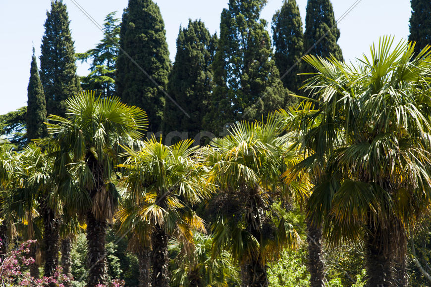 Palm trees and cypresses grow in the South and are pleasing to the eye beauty