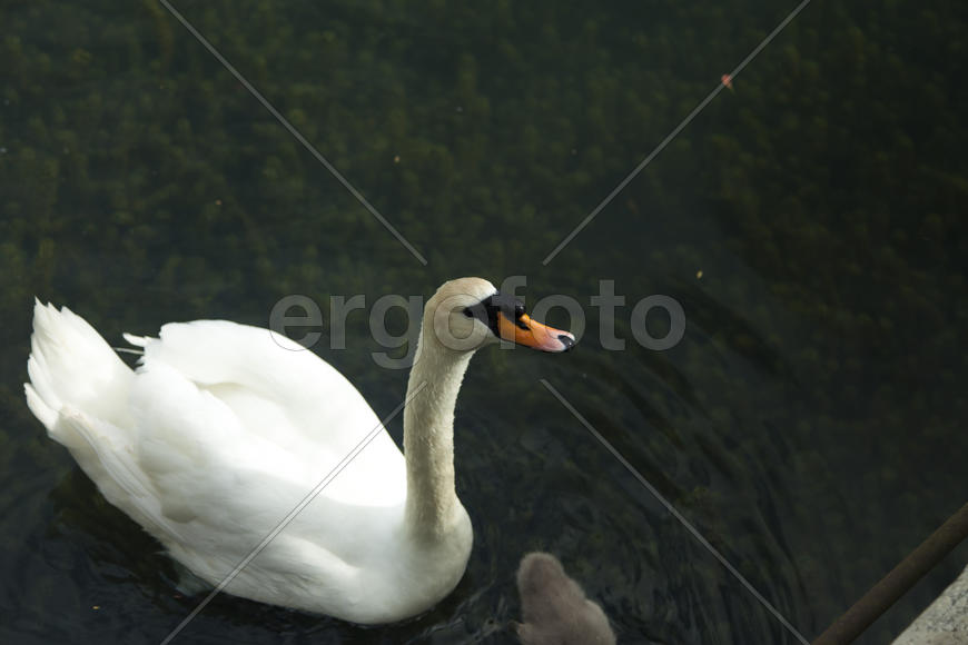 Swans in a pond float in search of food and pose for photographers