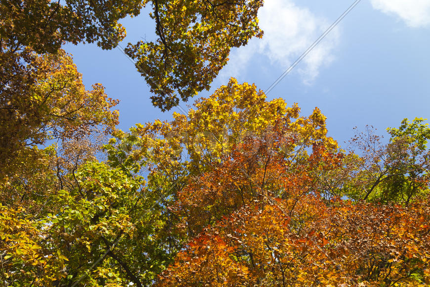 The autumn wood waiting for winter is pleasing to the eye rich paints