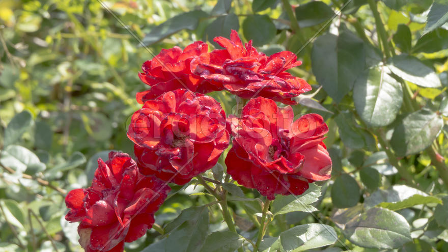 Autumn flowers grow in the joy of the people in the bright light of the sun