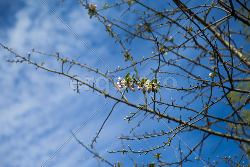 The blossoming apple-tree pleases people in the flowers and future apples