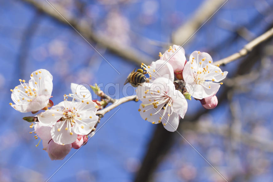 The bee on a fruit tree collects nectar and pollinates flowers