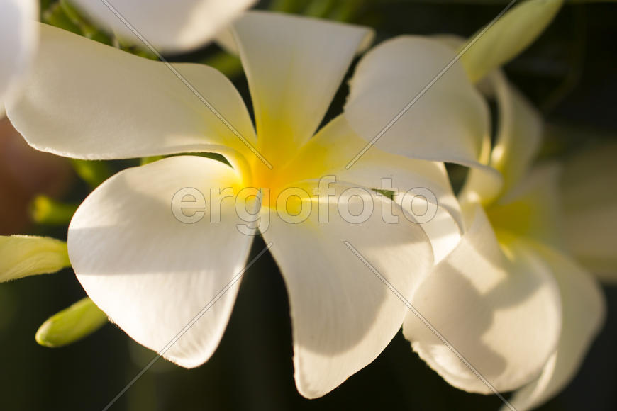 Beautiful tropical flowers blossom on pleasure to all people