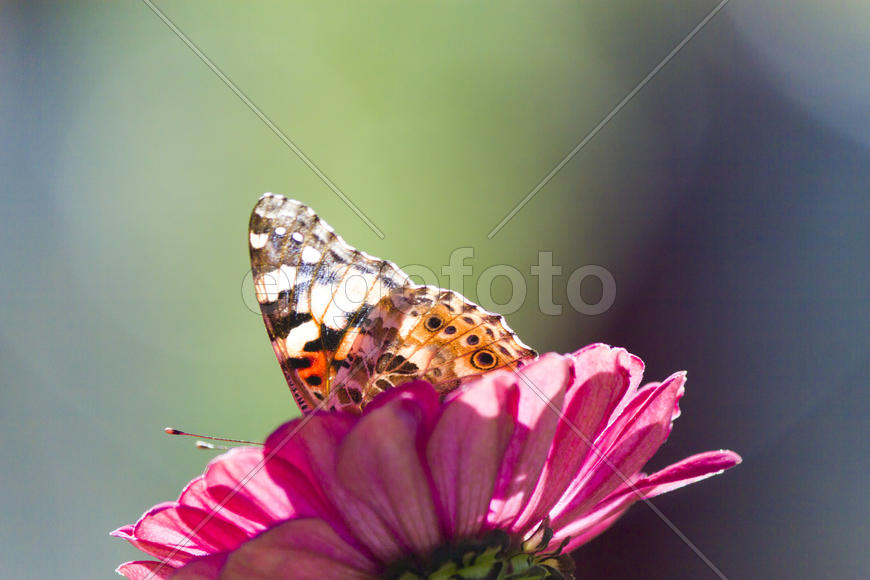 The butterfly on a flower collecting nectar on a bright sunny day