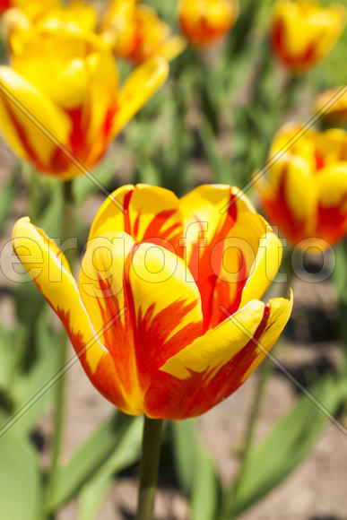 Beautiful spring flowers are pleasing to the eye beauty and tenderness