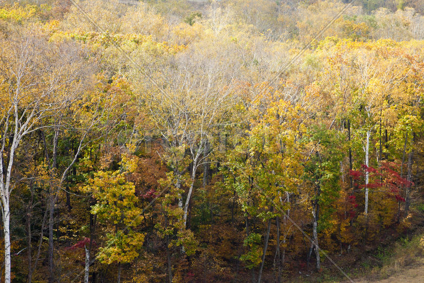 The autumn wood waiting for winter is pleasing to the eye rich paints
