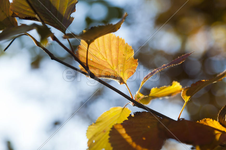 Autumn forest colorful stands in the last days of autumn