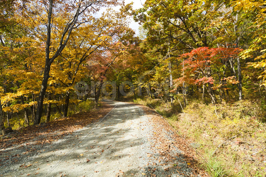 The autumn wood waiting for winter is pleasing to the eye rich paints