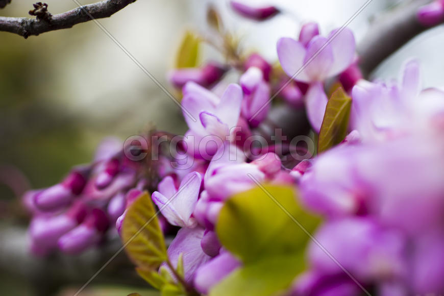 Spring flowers blossom on pleasure to people in the spring