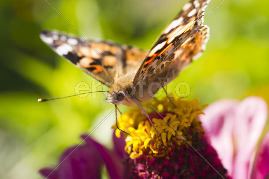 The butterfly on a flower collecting nectar on a bright sunny day