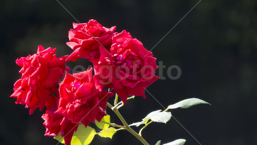 Autumn flowers grow in the joy of the people in the bright light of the sun