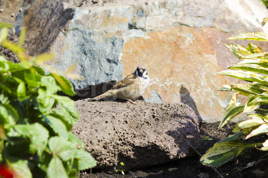 Sparrows on a rock basking in the midday sun
