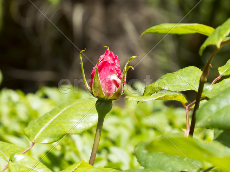 Spring flowers blossom on pleasure to people in the spring
