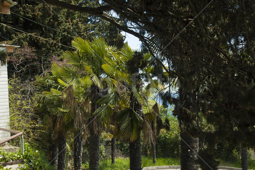 Palm trees and cypresses grow in the South and are pleasing to the eye beauty