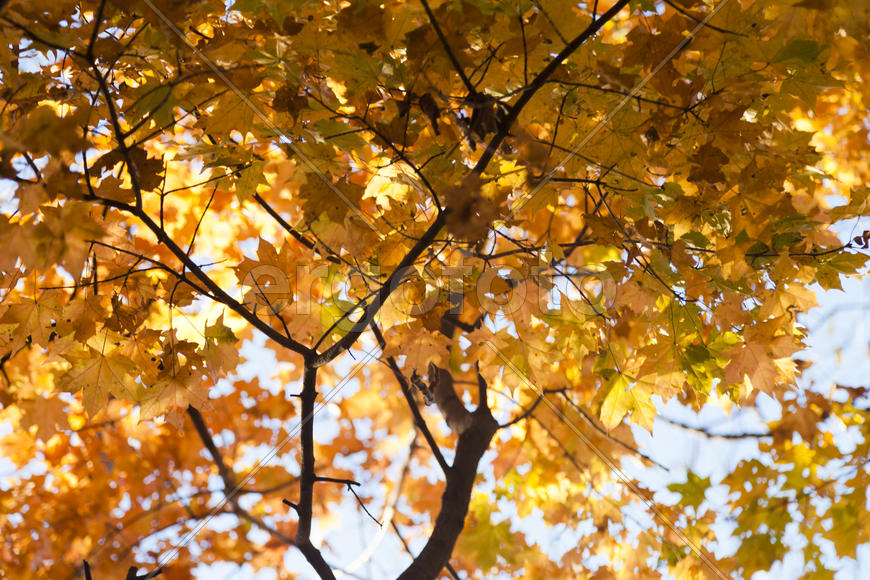 Autumn forest colorful stands in the last days of autumn