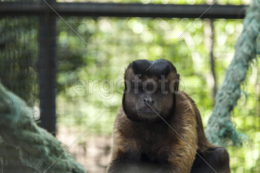 Monkeys in a cage wait when feed them
