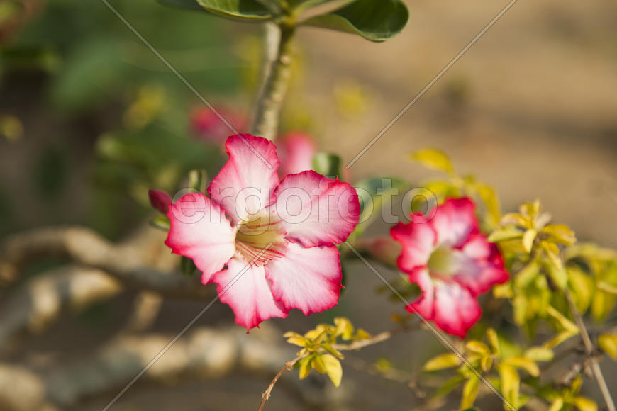 Beautiful tropical flowers in beams of the soft morning sun