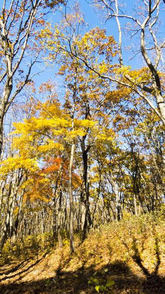 Autumn forest basking in the last warm autumn sunshine